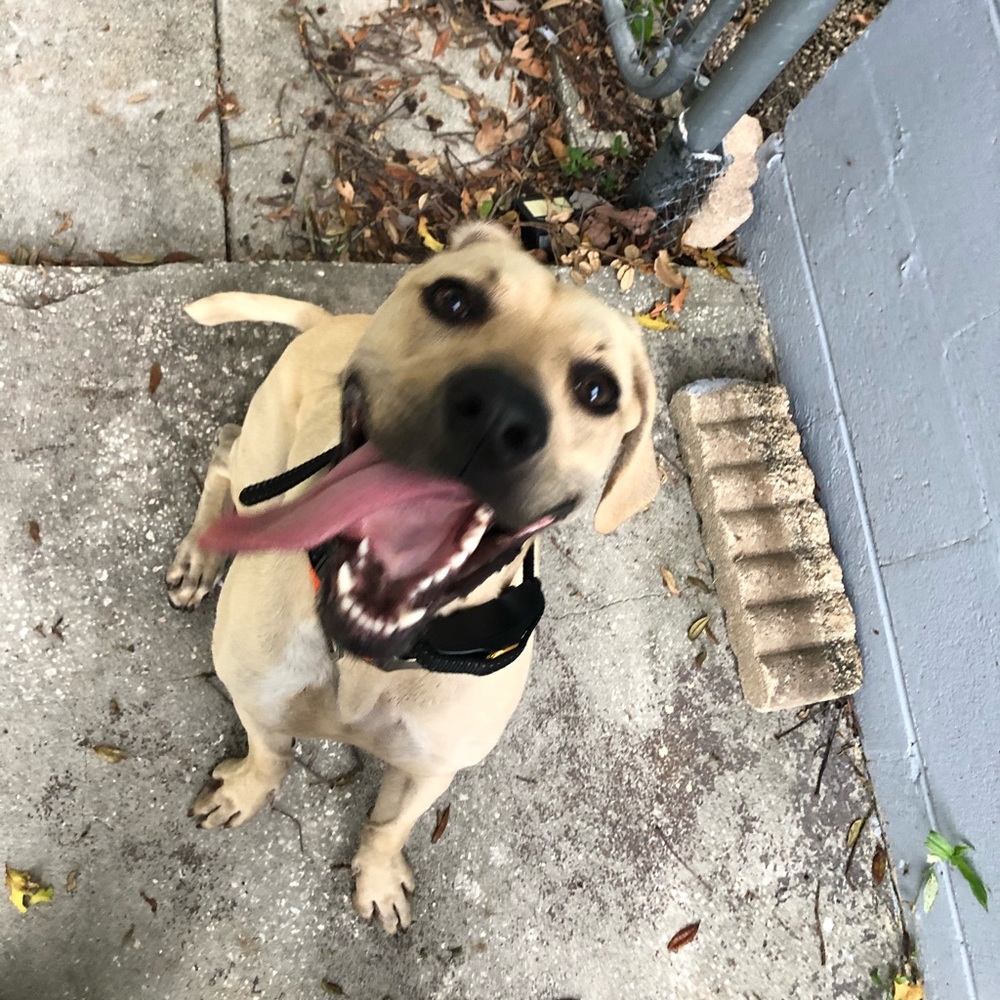 Meet your Posher, Lexi